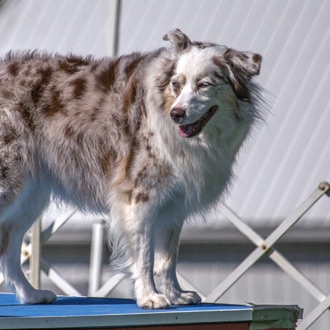 Red Merle