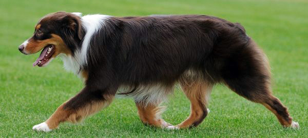 Miniature American Shepherd