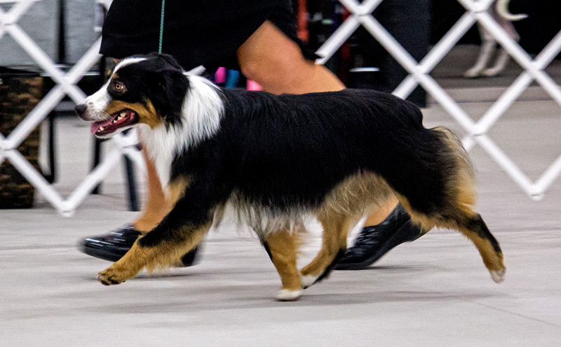 2015 Nationals Conformation